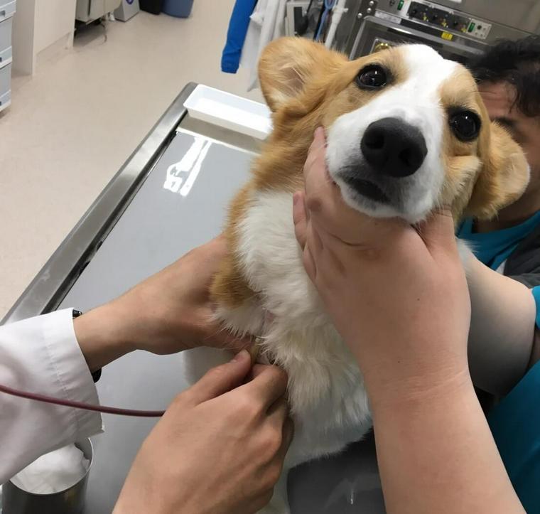 獣医師執筆】犬にも血液型がある？知識が輸血時の愛犬と周りの犬